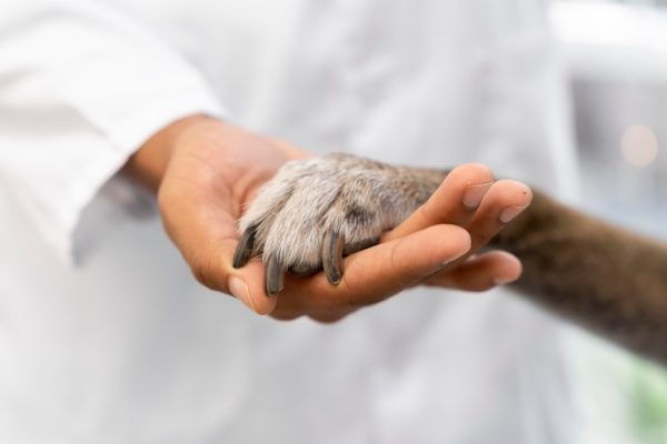 Veterinary Diagnostics Essentials